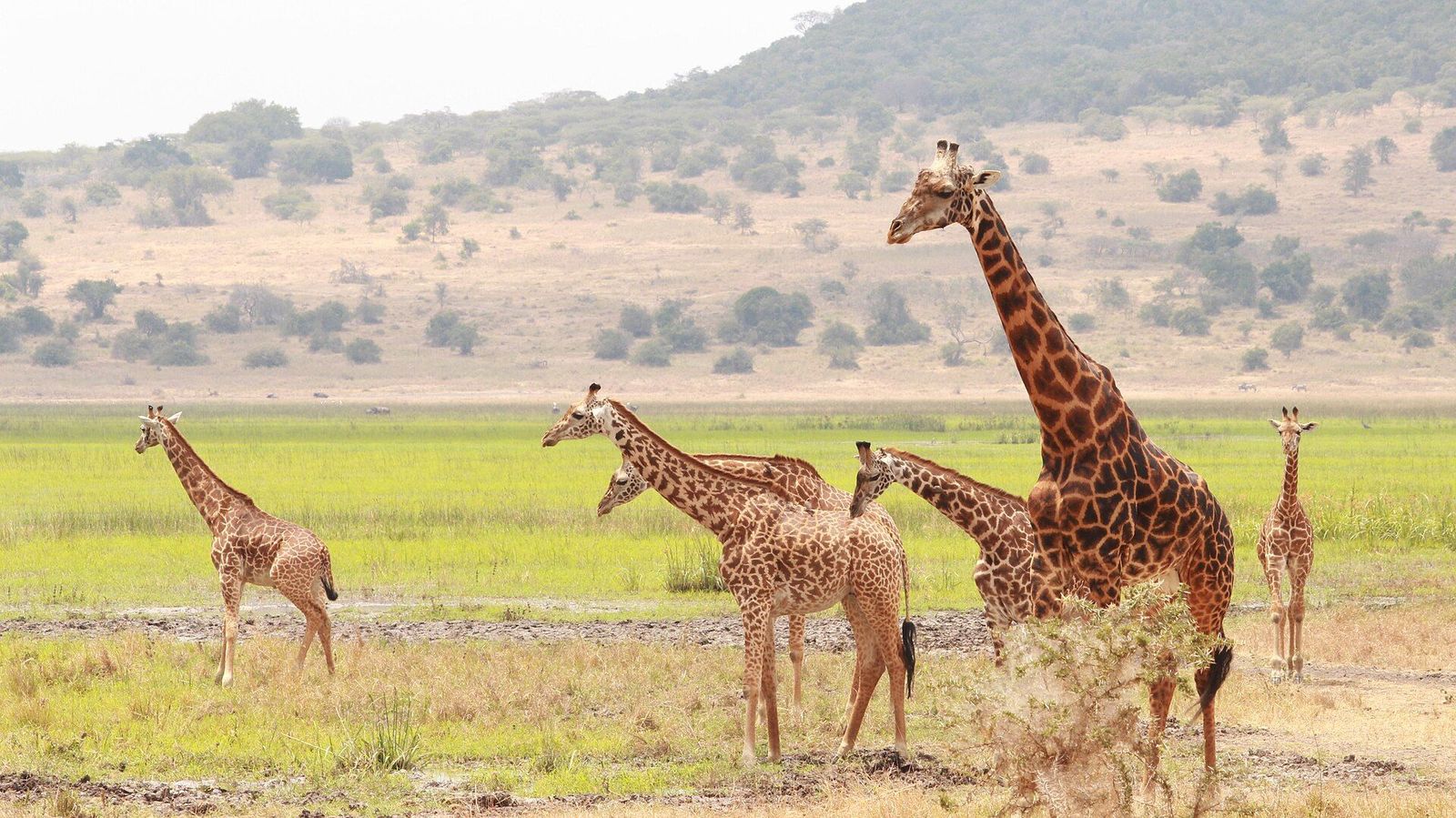 3-Day Akagera Big Five Luxury Safari