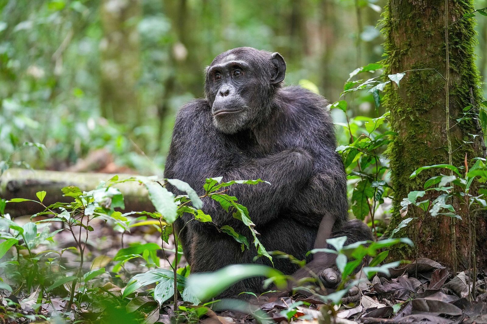 Kyaninga Lodge area, Kibale Forest