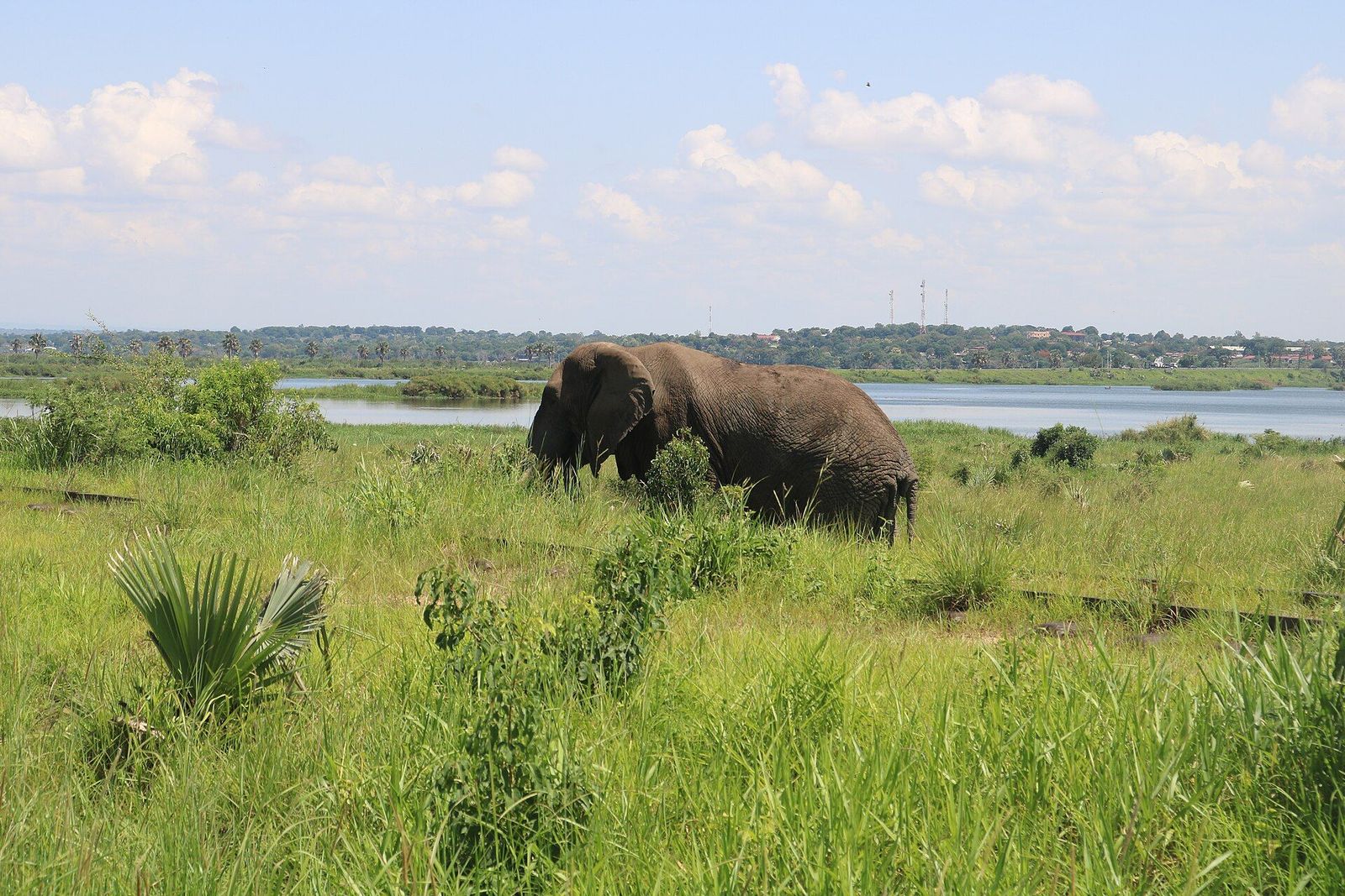 10-Day Uganda Primates & Big Game