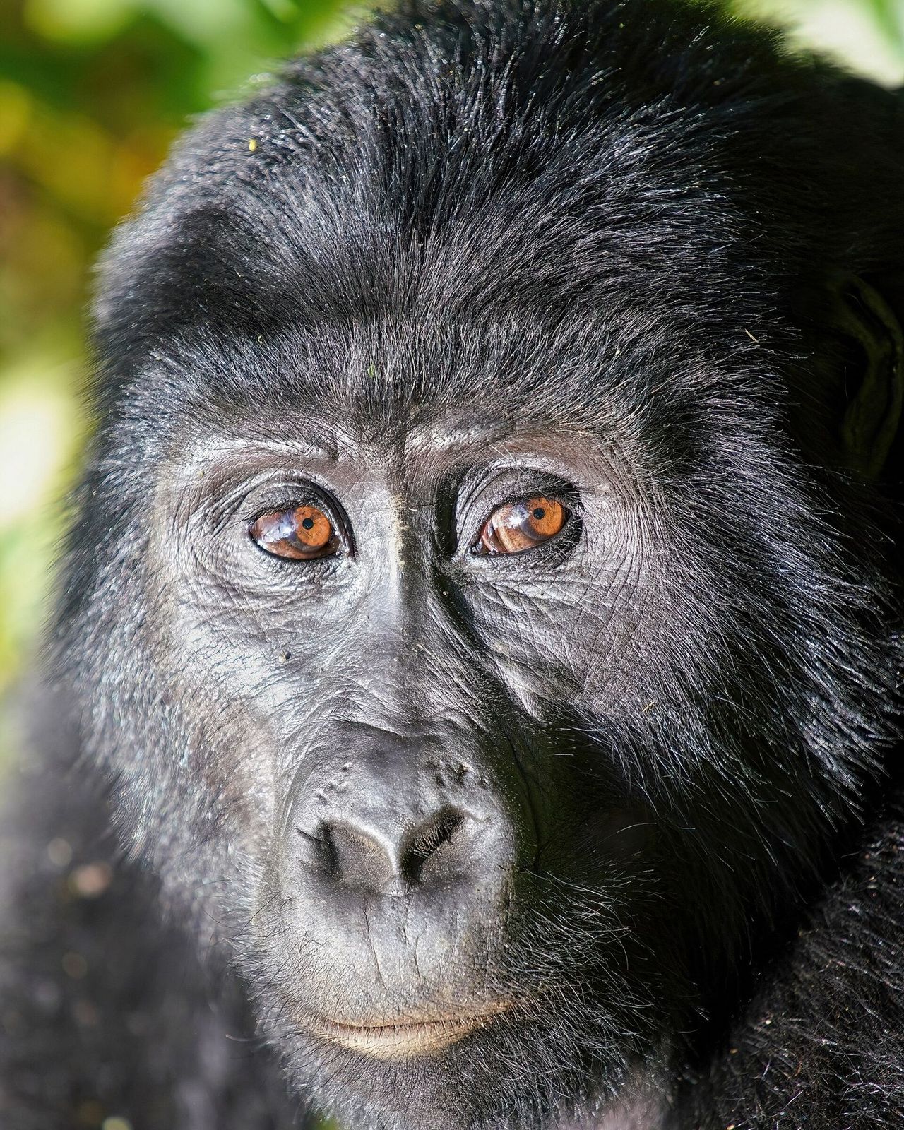 3-Day Bwindi Gorilla Fly-in Safari