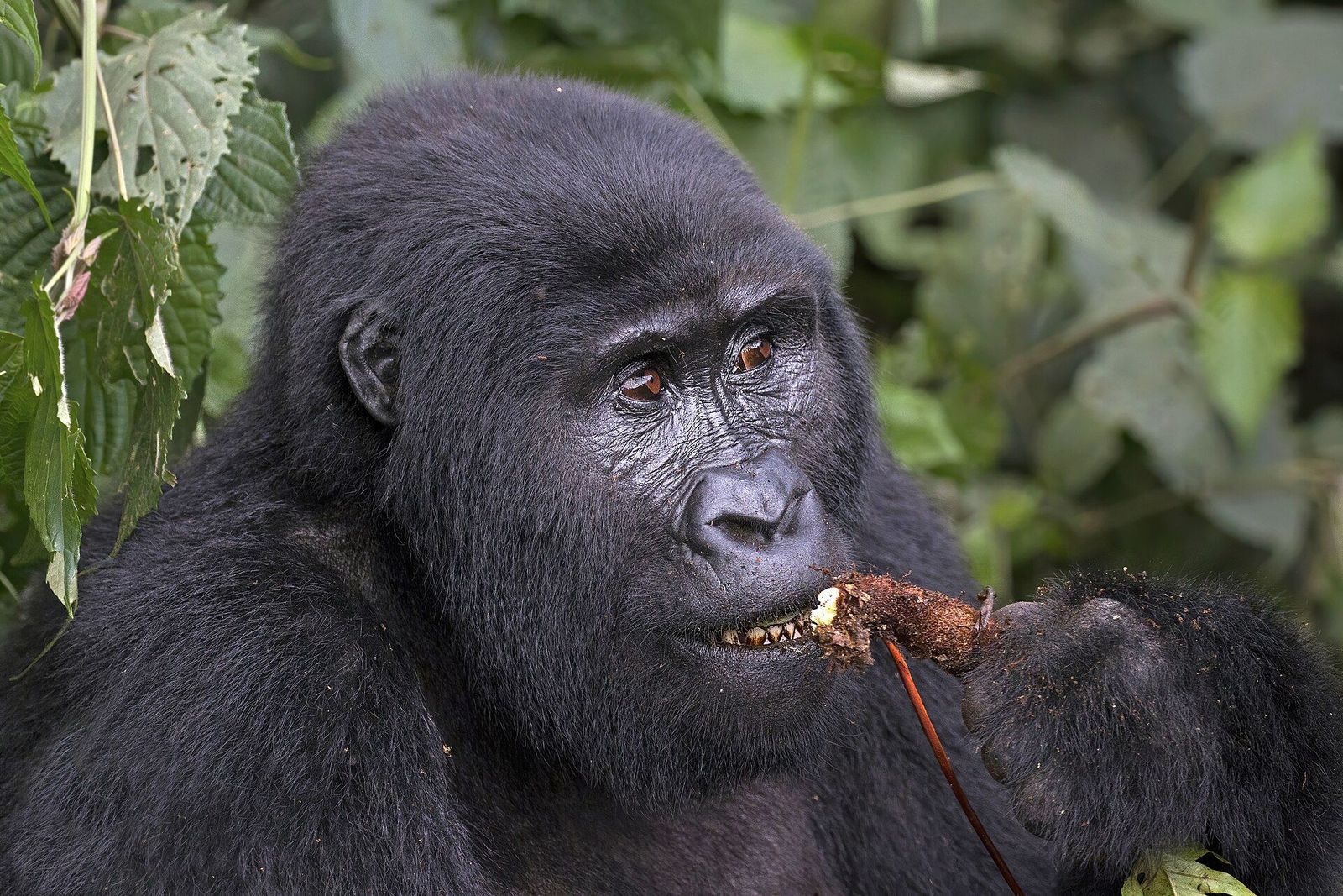 Clouds Mountain Gorilla Lodge area, Bwindi Impenetrable