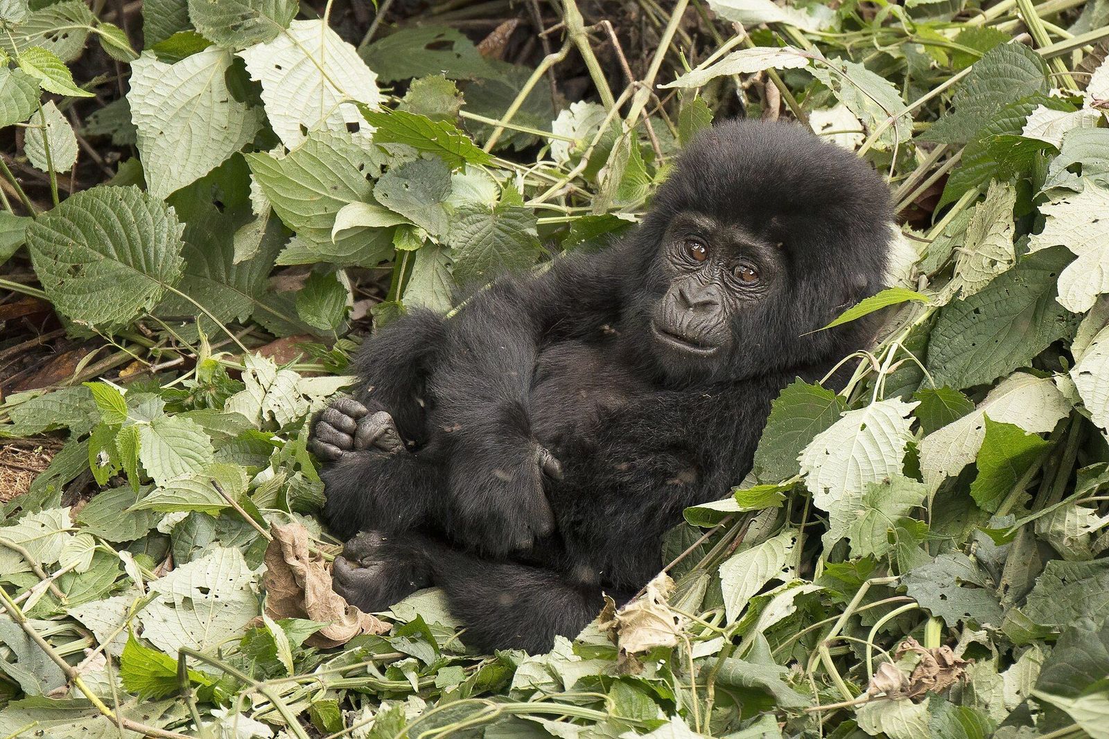 Bwindi Lodge area, Bwindi Impenetrable