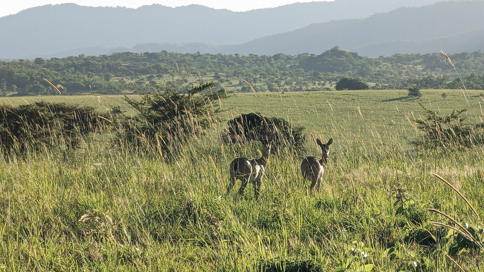 7-Day Kidepo & Murchison Wilderness Safari