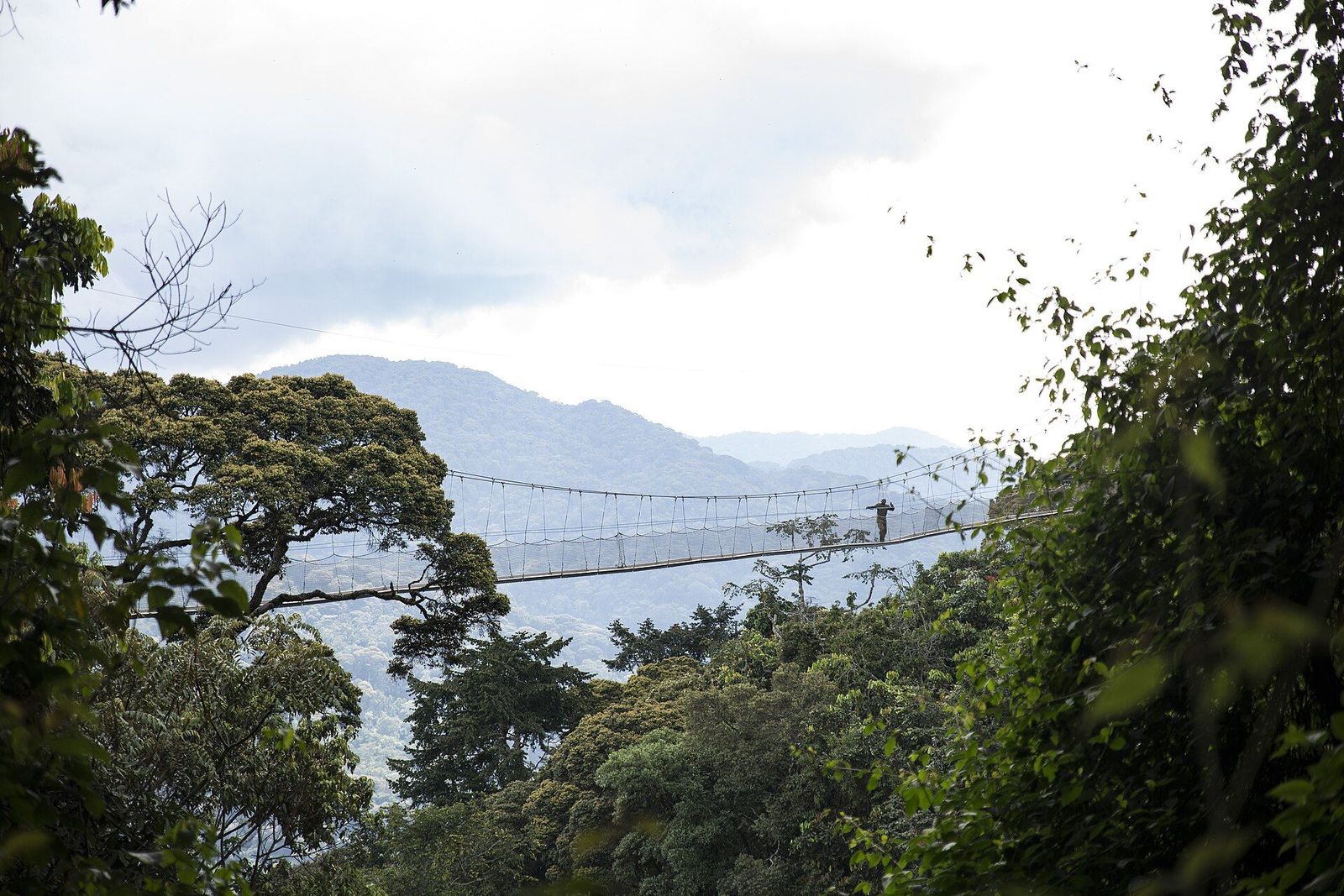 Canopy walkway above Nyungwe Forest