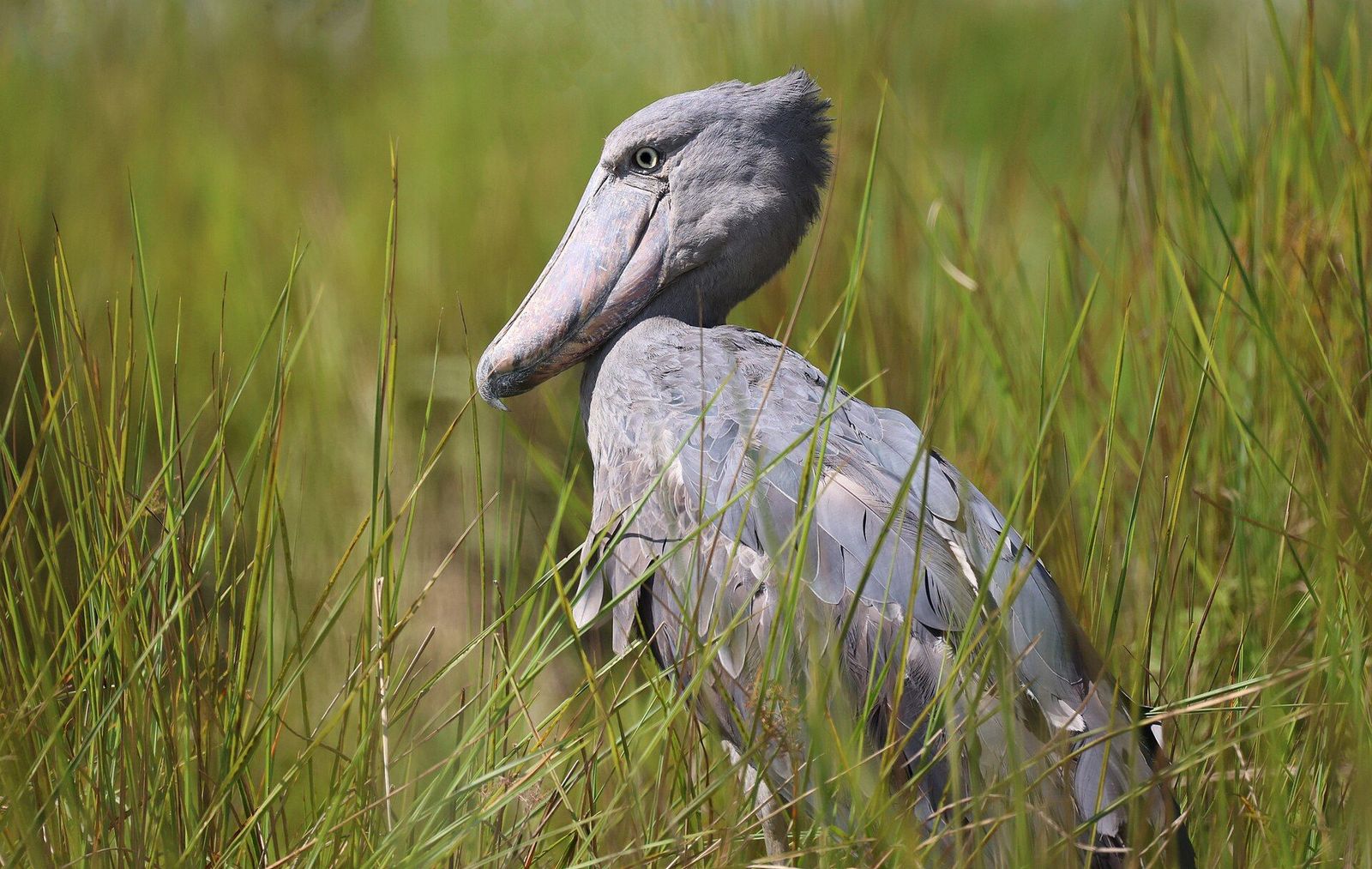 Shoebill in a Ugandan wetland